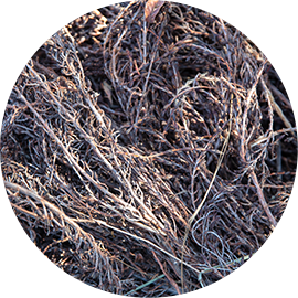 Xymenia Organic Vegetable Oil